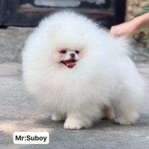 Phối giống bé SUBOY