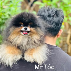 Phối giống bé Tóc
