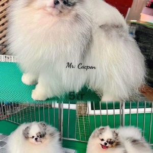 Phối giống bé Cacpon