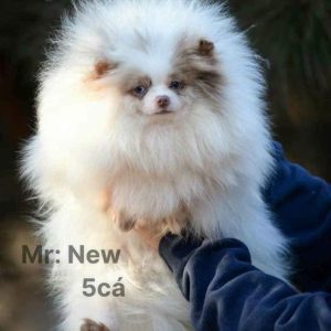 Phối giống bé New