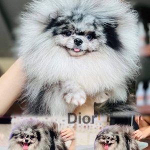 Phối giống bé Dior