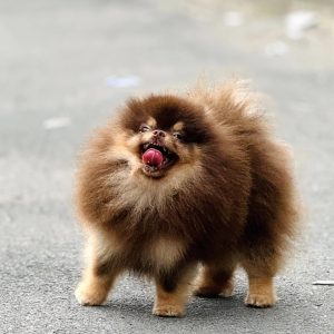 Phối giống bé Chocotan