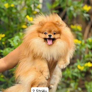 Phối giống bé Mỳ Tôm