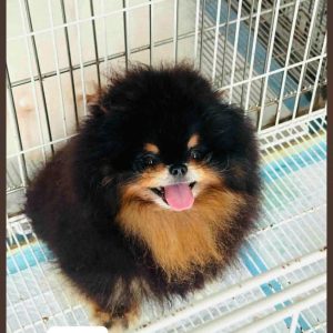 Phối giống bé Toro