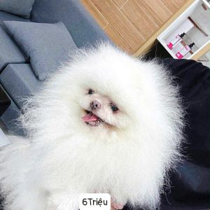 Phối giống bé Gạo