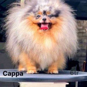 Phối giống bé Cappa